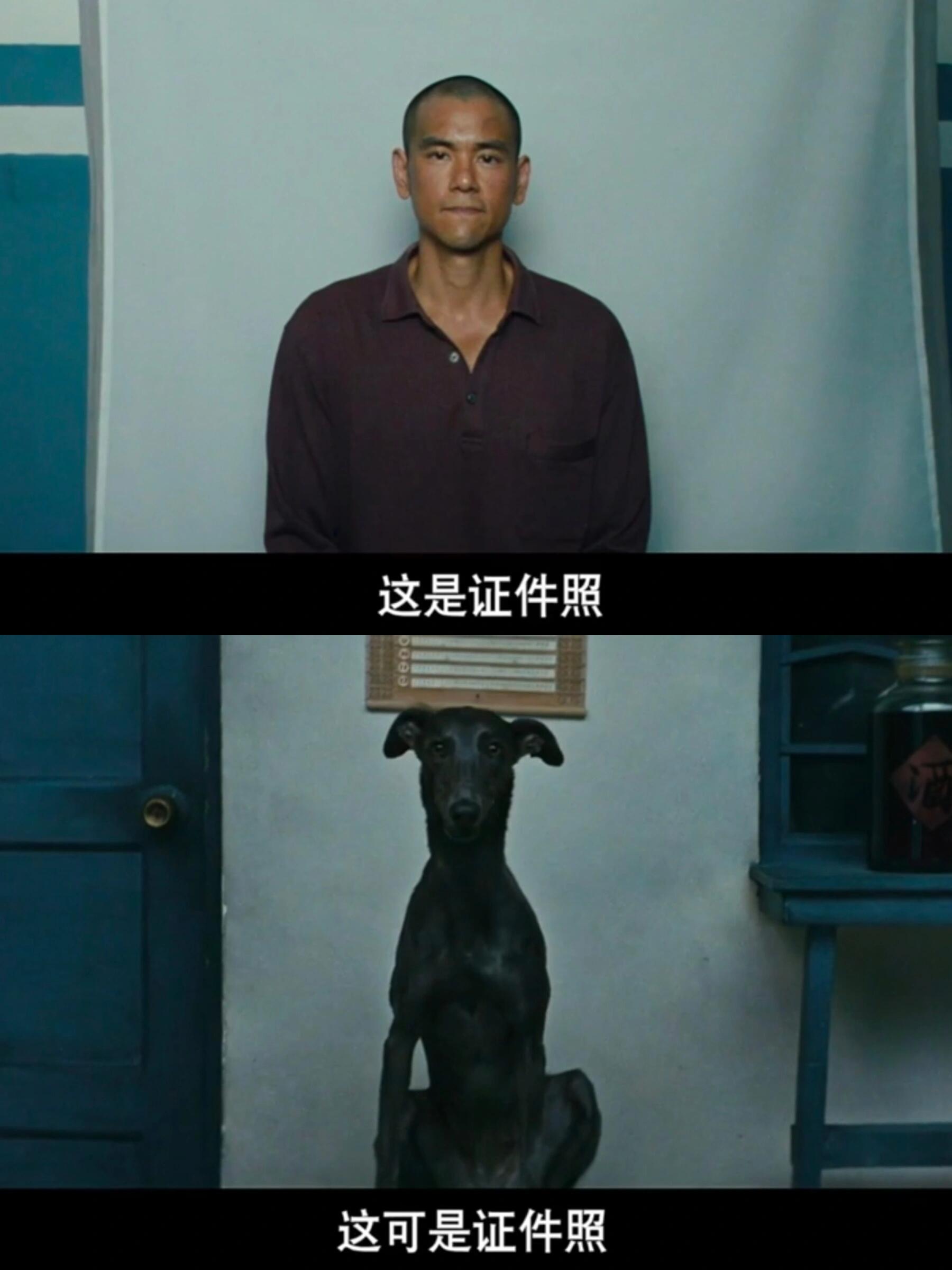 解析《狗阵》一个人被一群狗围着是现实