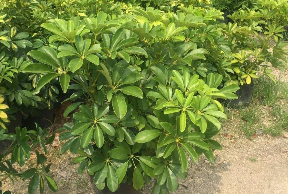 





很多人喜欢在室内养上一盆鸭掌木，四季常青的叶子看上去非常漂亮，但是鸭