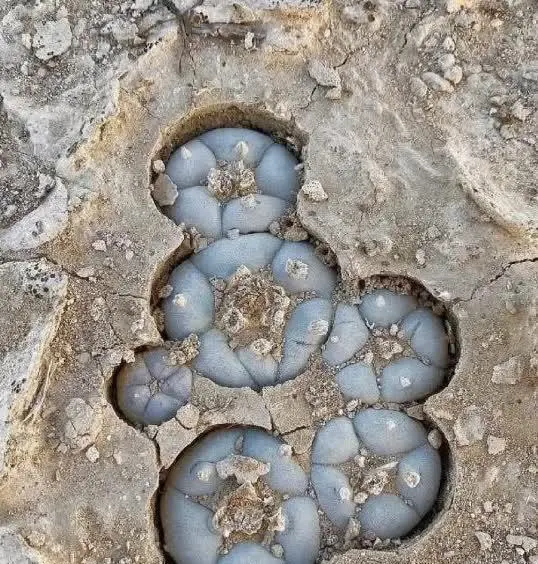 洪水冲过后发现的，这是什么玩意儿？