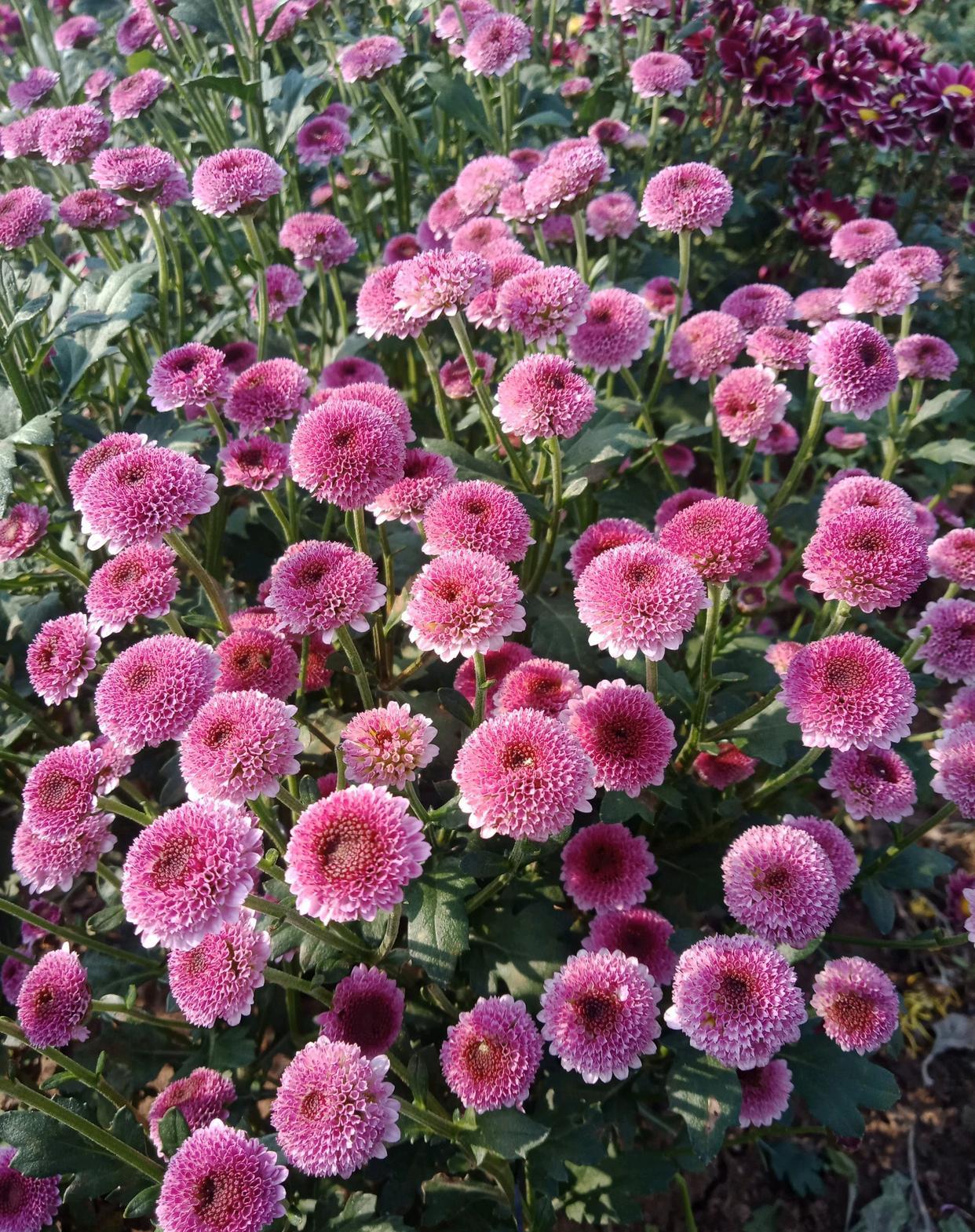 立秋过后，是菊科花卉的“主场”，你的阳台还有位置吗？养盆“纽扣菊”吧，菊科花卉的