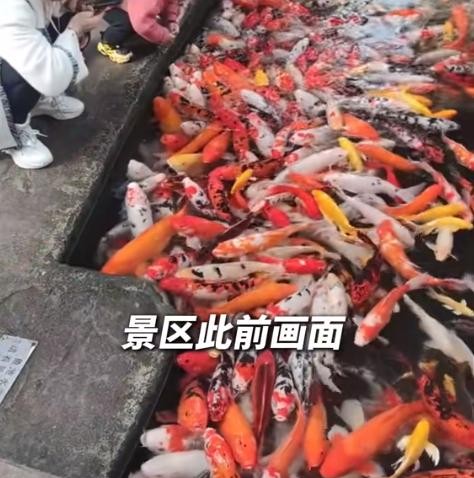 1月12日，重庆观音桥步行街上的鱼池一夜之间变成了惨淡的死水池，数百条色彩斑斓的