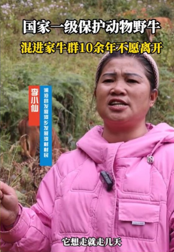 2015年，在云南省普洱市澜沧县，村民李小仙发现了一件稀奇事：他家牛群里混入了一