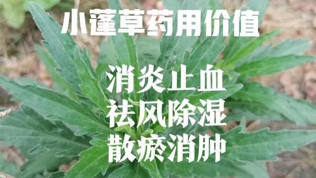 你认识这个农村随处可见的小蓬草吗？皮肤问题，它确实有妙用。