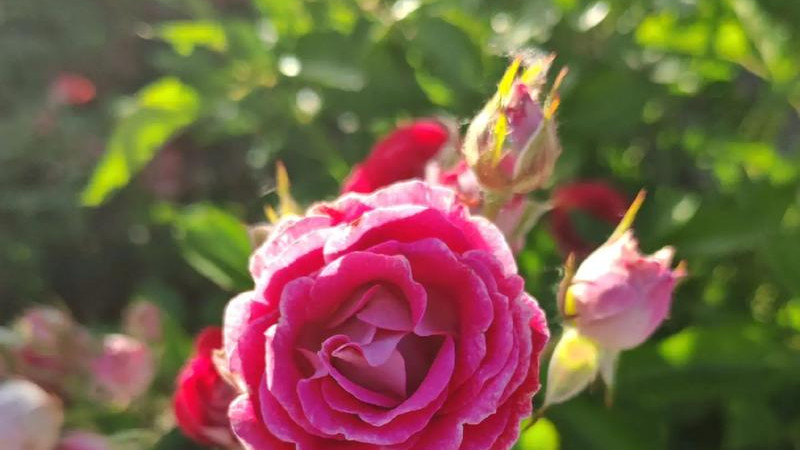 梅花的傲雪凌霜