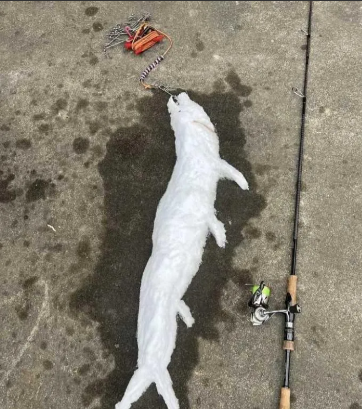 不钓了，这辈子都不钓鱼了。
