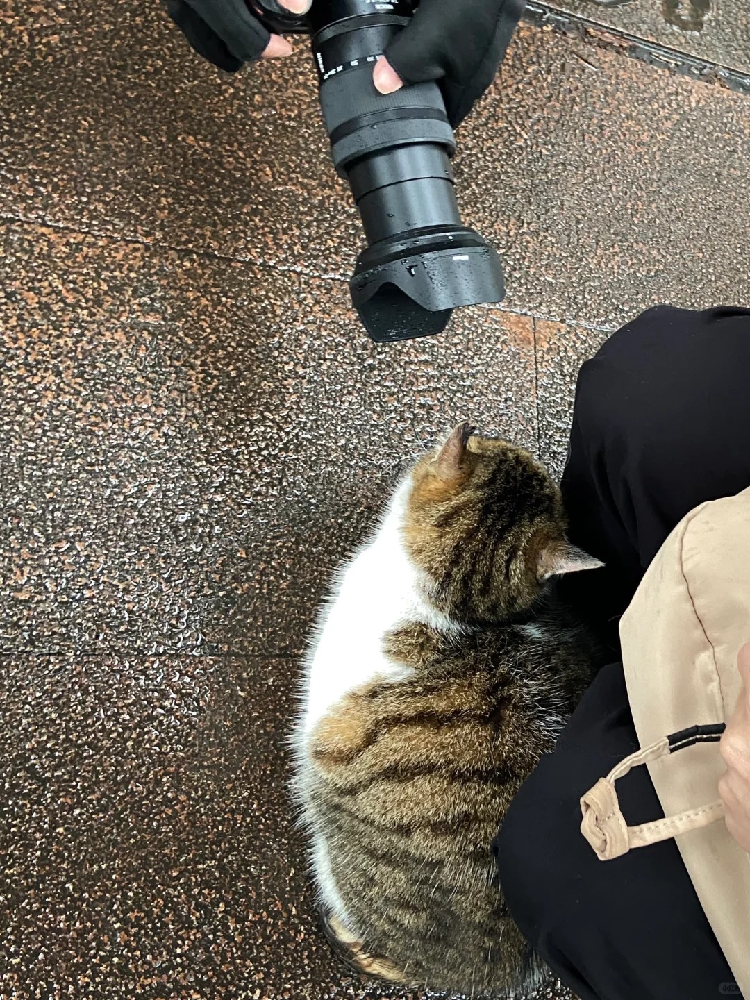 /•᷅‎‎•᷄\୭流花湖公园的猫猫怎么都😅
都这么可爱亲人🥹🥹 都是好宝宝