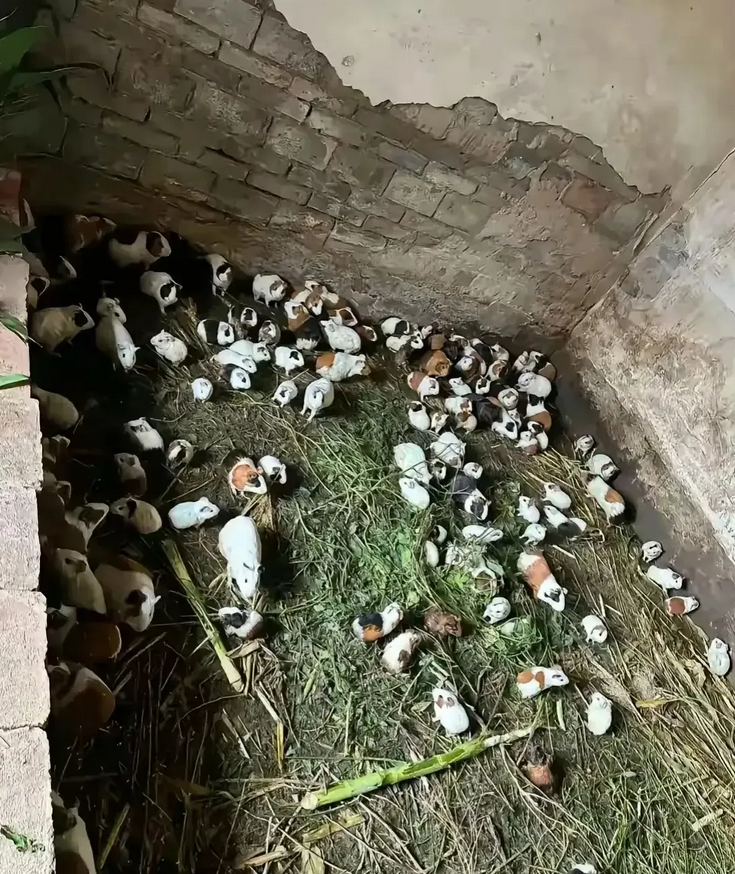 这东西繁殖能力太强，快养不起了[捂脸]