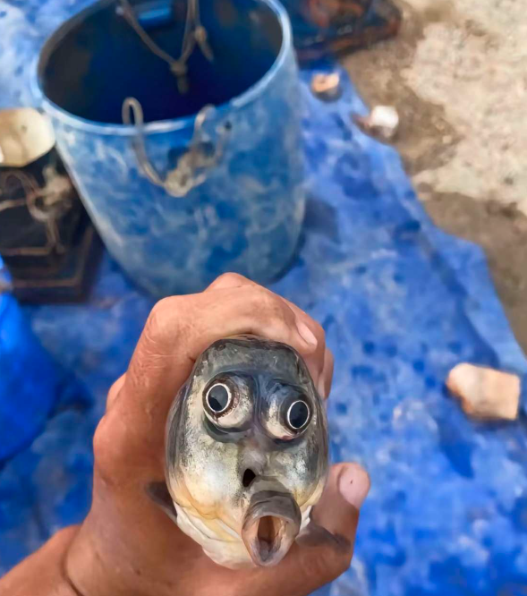 今天钓个鱼，这鱼长得！！！！有点像那个啥表情包来着