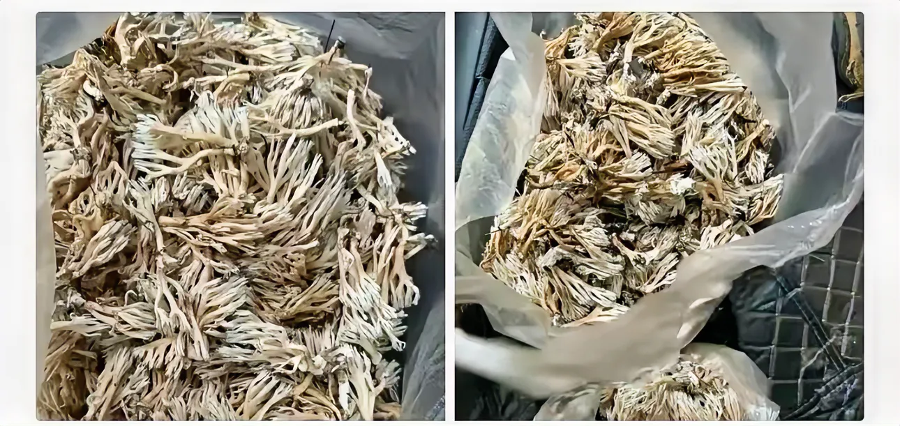 这特产是蘑菇吗？广东深圳一美女有个闺蜜玩的不错，上次美女去外面旅游带了一支200