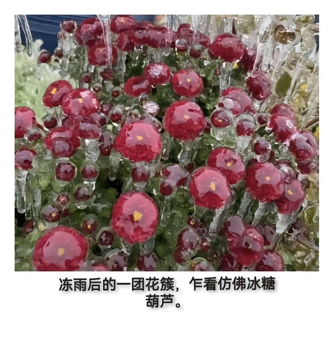 冻雨后的一团花簇