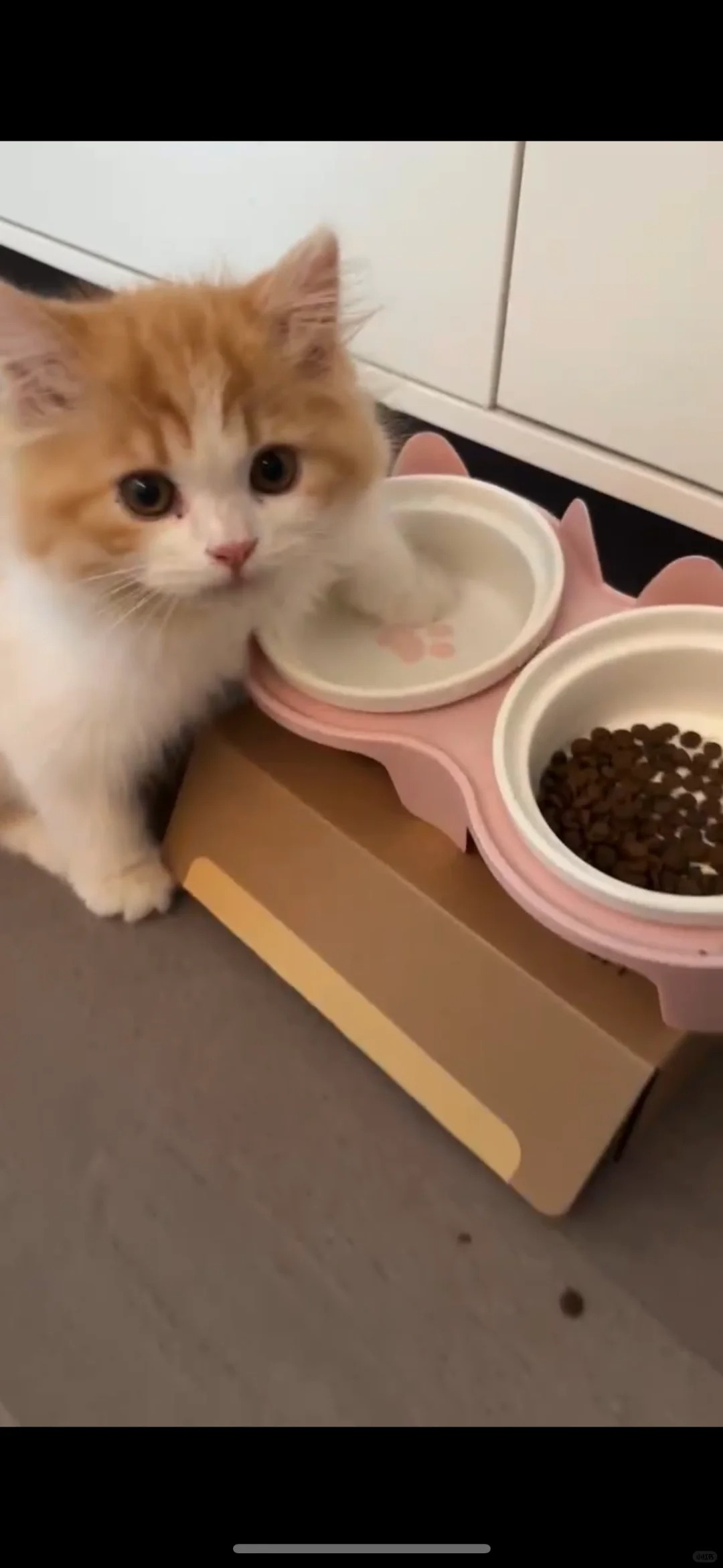 求助帖😅为什么猫咪喜欢喝水放手进去啊？？？？
还是一边喝一边放着……
之前就有