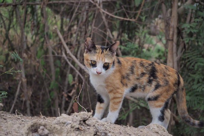 这花色，孩纸你经历了什么