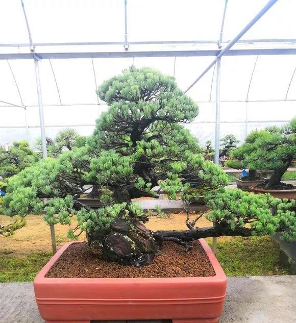 






大阪松是日本五针松的栽培变种，位列中国十大盆景。大阪松生长缓慢，数