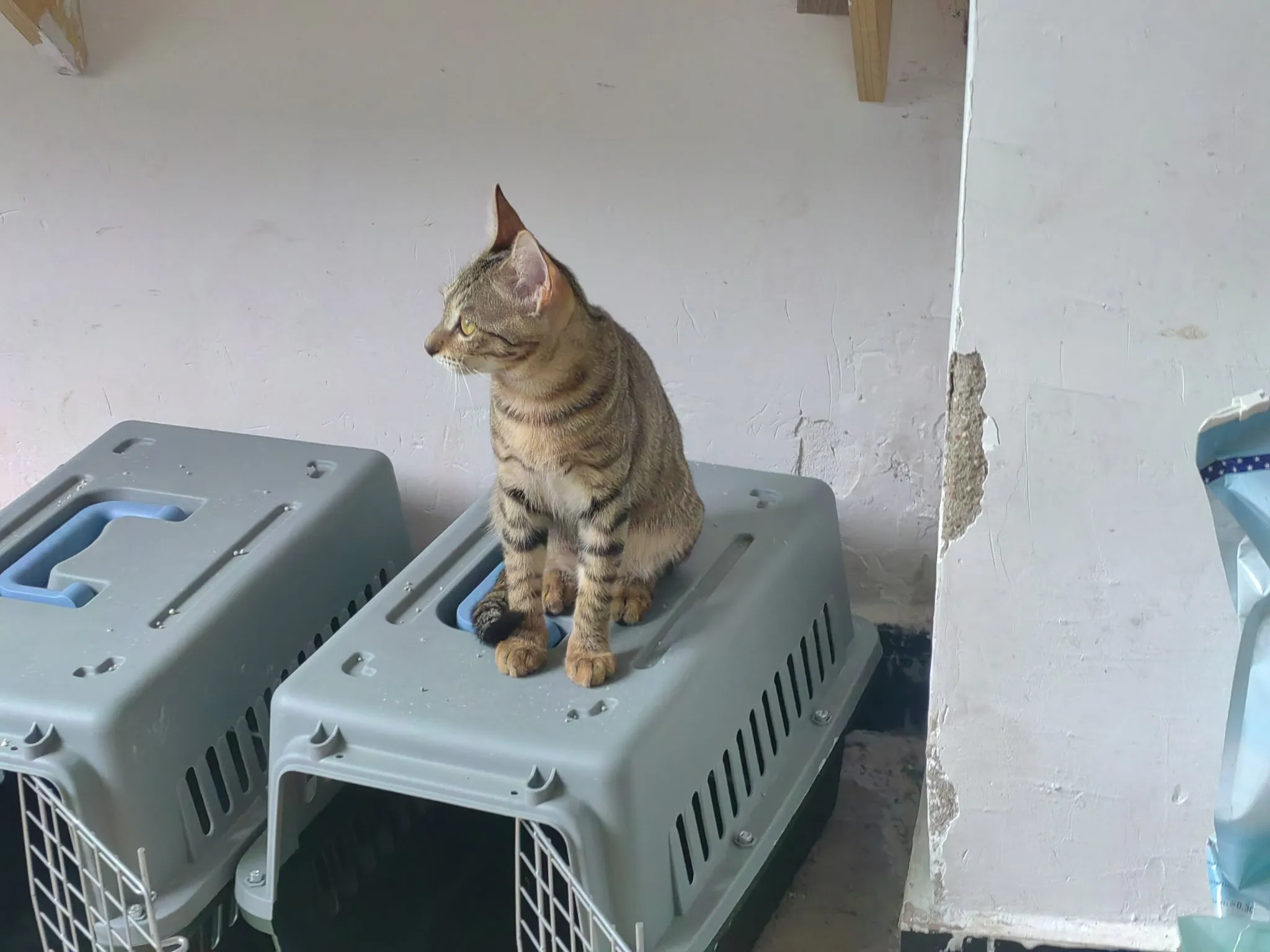 我收养的流浪猫