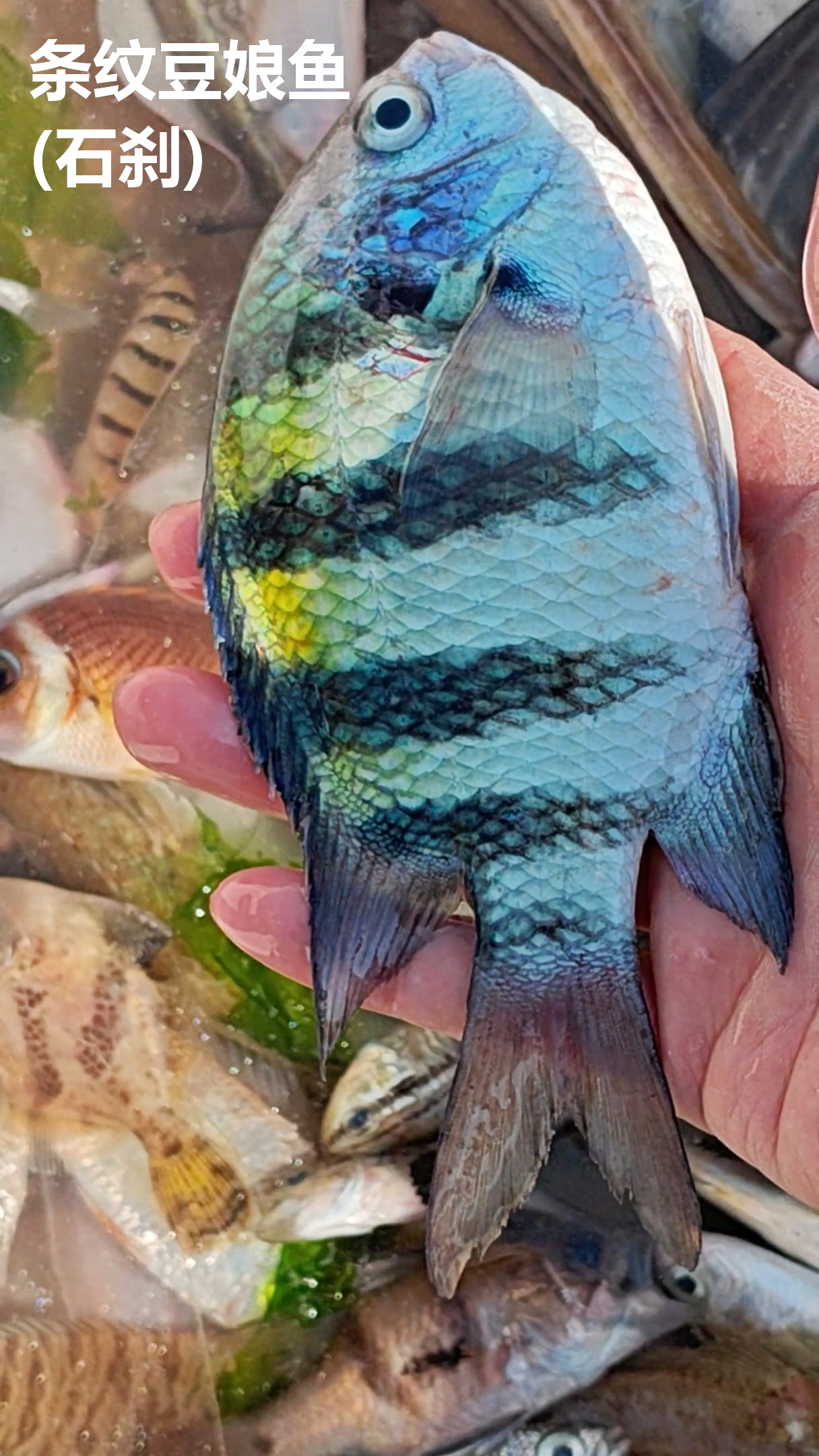 湛江几种岩礁鱼，小有颜色：

湛江市霞山东堤码头，东海岛硇洲岛南三岛附近的岩礁鱼