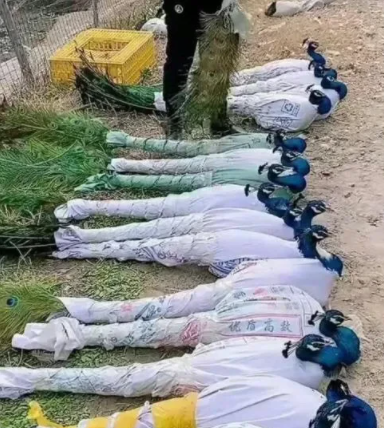 原来孔雀都是这样打包发货的，涨知识了…