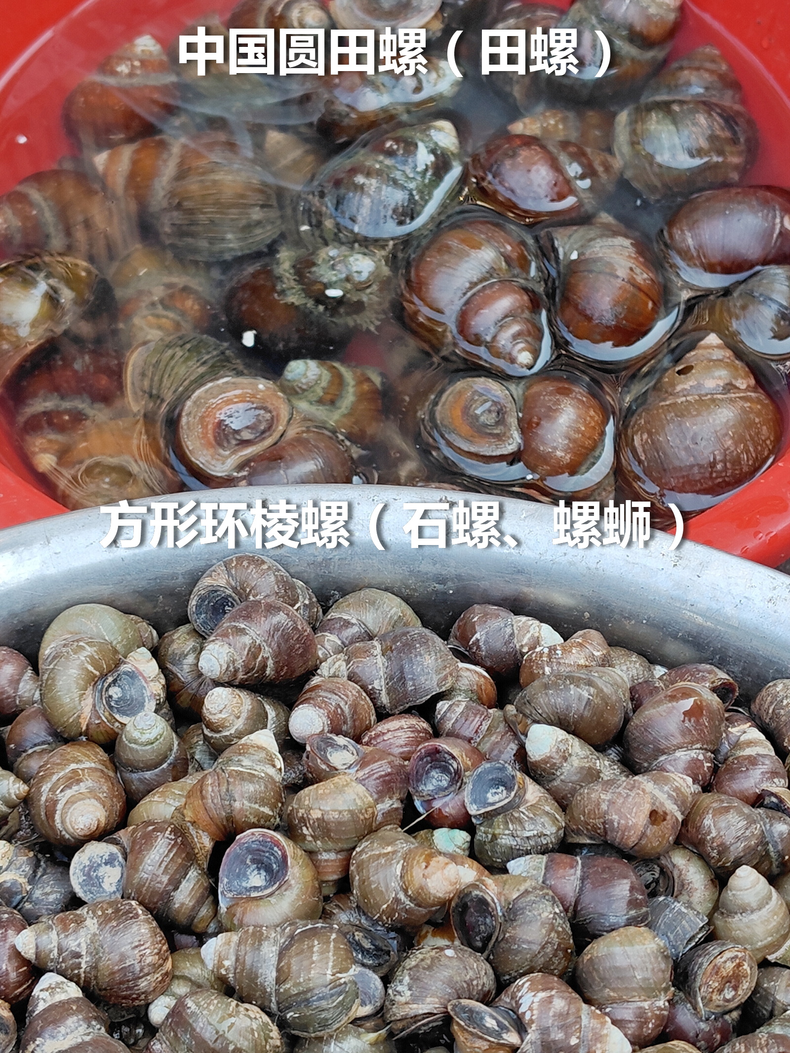 田螺和石螺/螺蛳的合照。

田螺（上）的正名是中国圆田螺，多数捕获于池塘、水田、