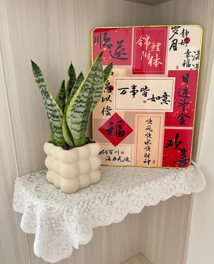 辽宁一95后小姐姐，因“虎皮兰”而走红