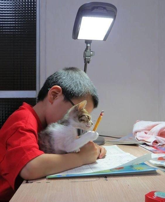 年轻人交给猫咪的绝活