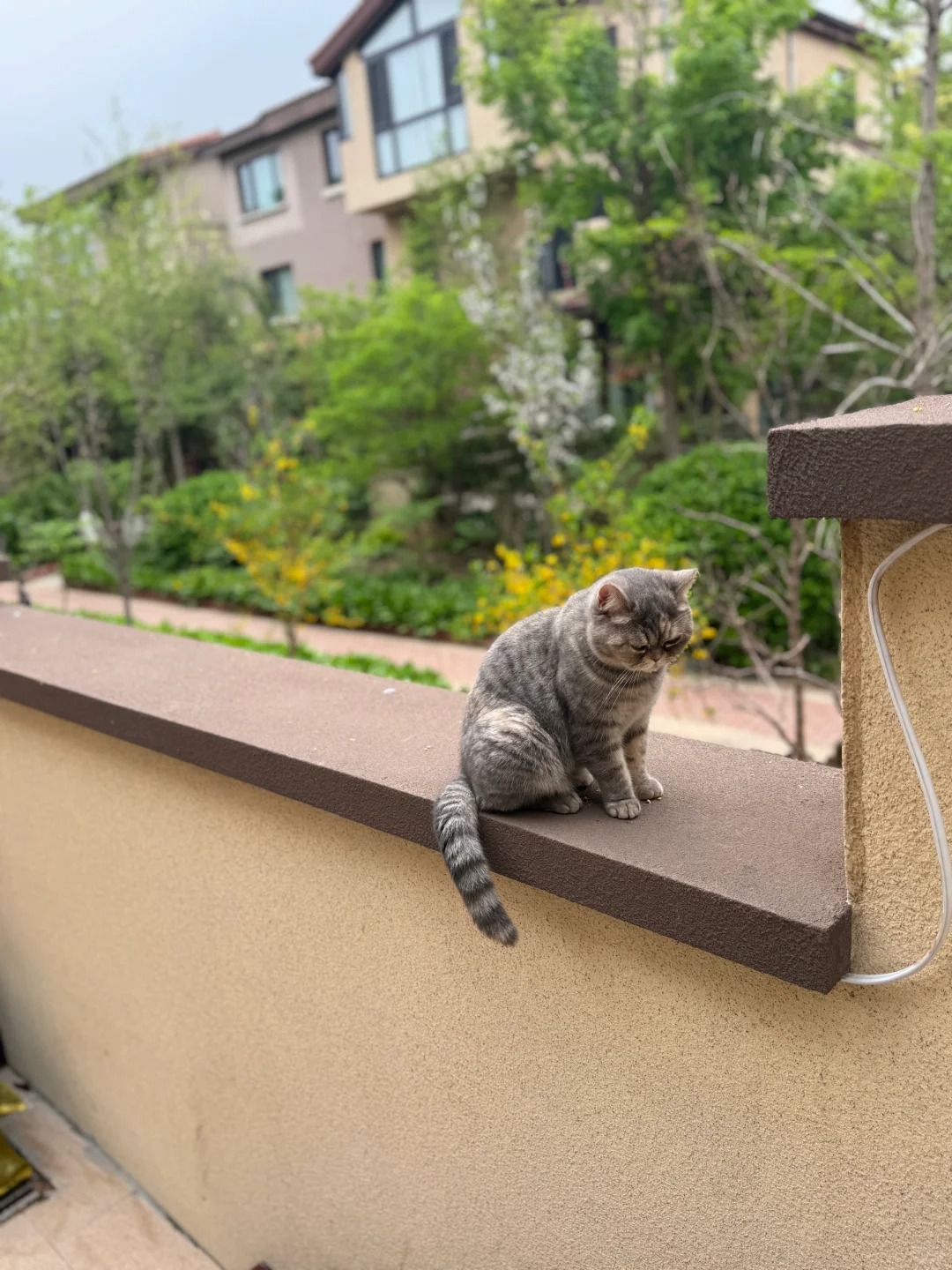 求各位大神，家里来个猫不走，这是什么猫？
猫猫是早上跟着遛狗的儿子回来的，在院子