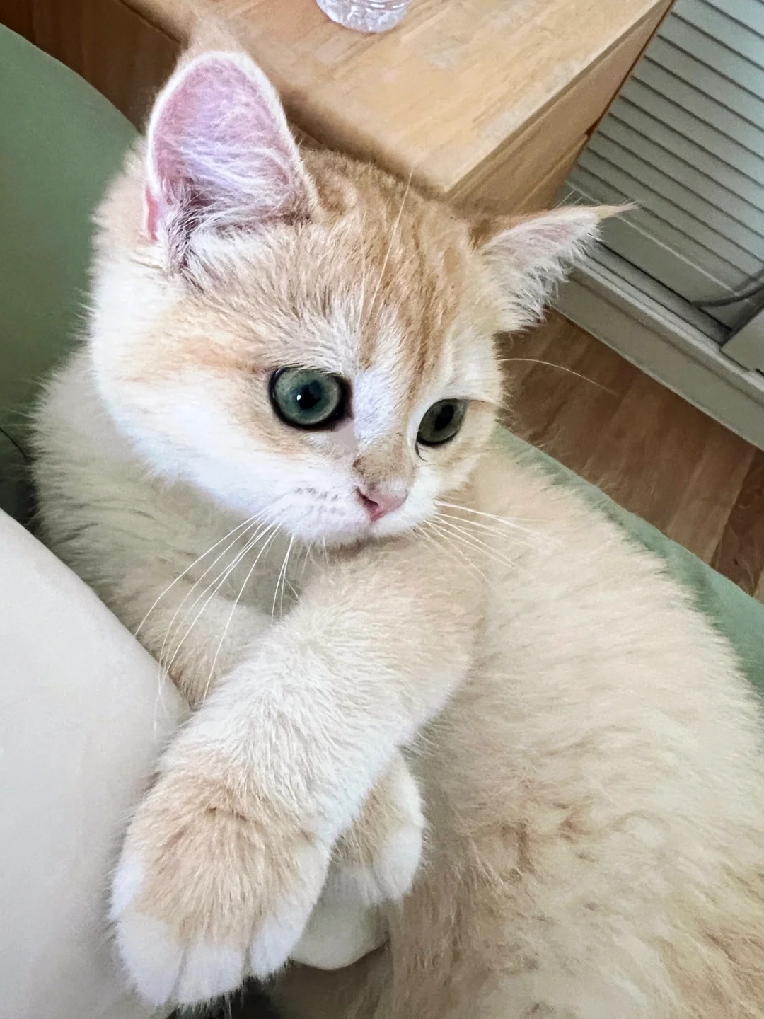 您好，您的小猫猫叫起床服务来了
从此君王不早朝了