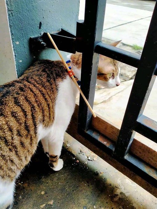 为了防止猫偷跑出去玩，主人想了这个办法