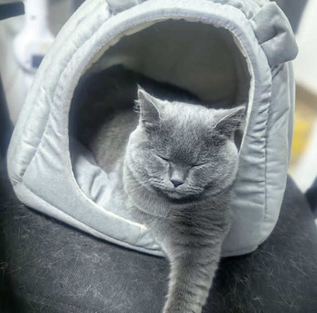 怎么会有这么爱睡觉的猫呢