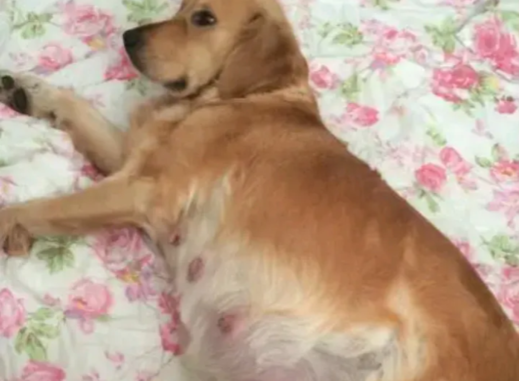 一位妇女给兽医打电话说：家里的狗狗肚子不舒服请他来看看，兽医来检查看了说：“它怀