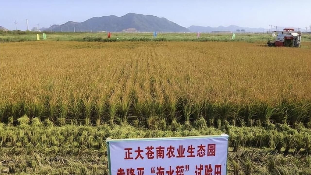 海水稻不好吃但能增产

                            
