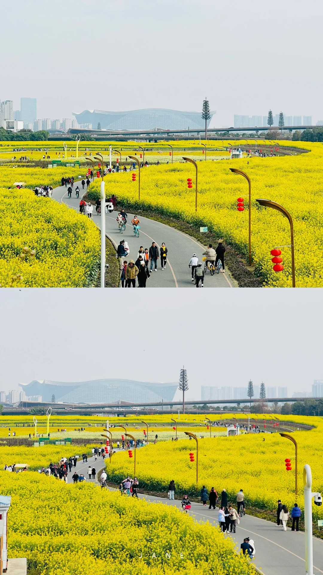 成都8号线三元地铁口油菜花盛开啦
成都8号线三元地铁c口出来直达，趁着天气好出来
