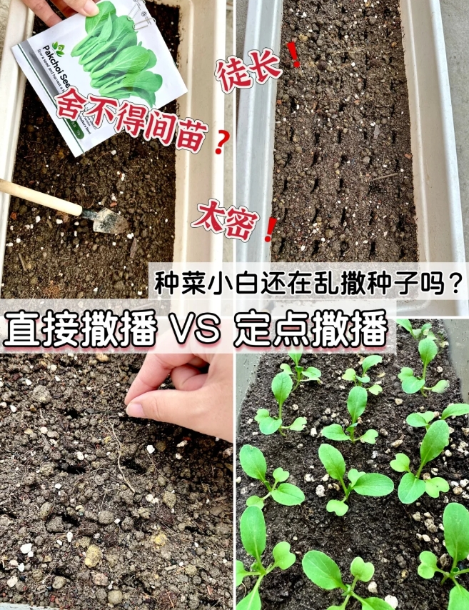 今天分享一个【家庭播种法】
总结：
土浇透水
用小铲子或者小木棒，按植株所需距离