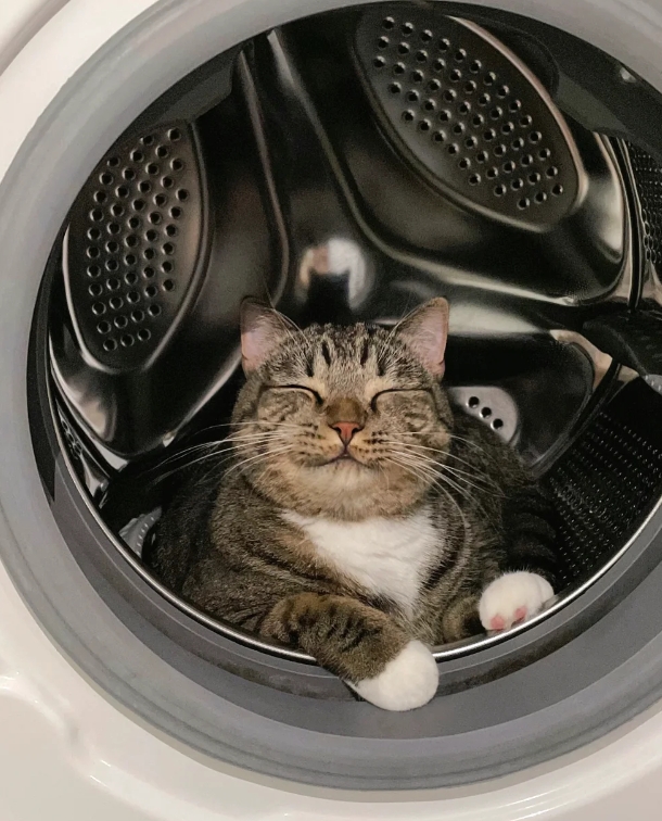 没猫的人可以进来看我的捣蛋猫！