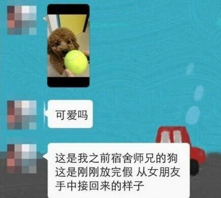 狗狗让男朋友养了一学期