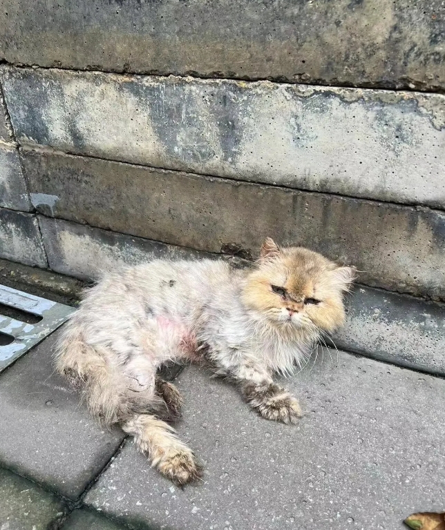 邻居王哥要搬家了，把东西都搁车上了，正准备走，一只被他喂了大半年的流浪猫，跳到了