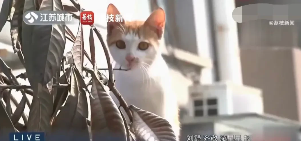 江苏，男子发现车上有流浪猫的呕吐物，顿时火冒三丈，就找正在喂流浪猫的女子理论，二