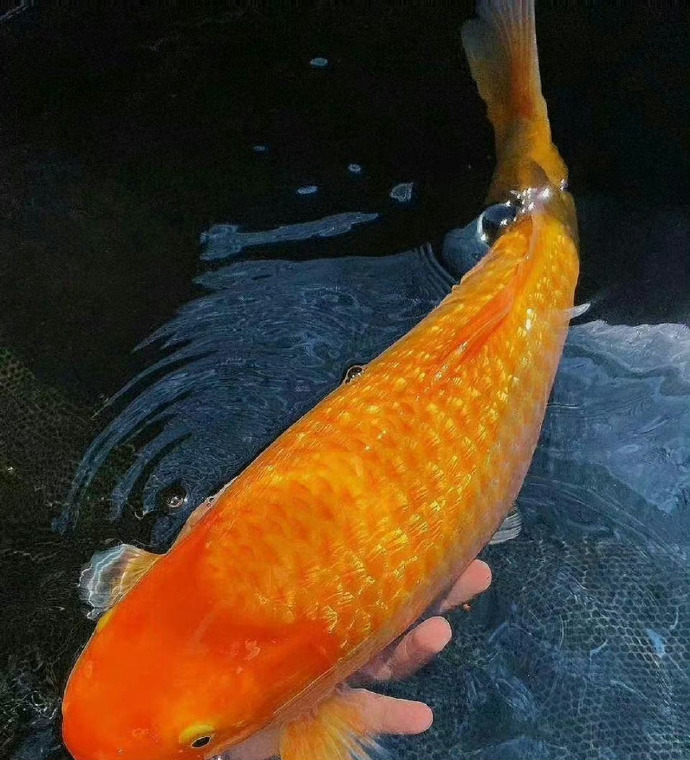 大锦鲤长的肥肥胖胖，能不能吃？