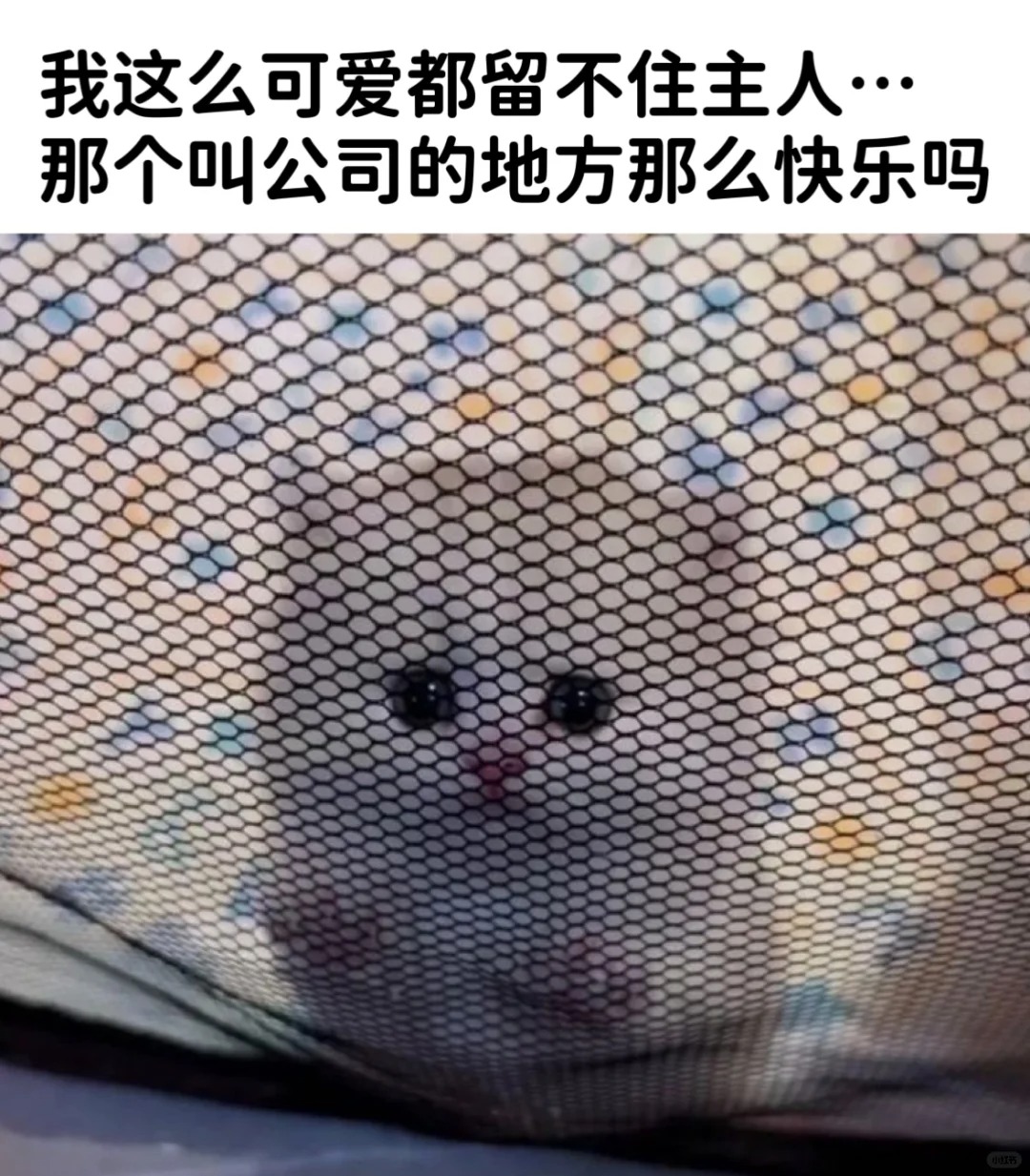 妈妈是为了你才忍辱负重的！
转窝囊费的主要目的就是给猫买罐罐！
下了班第一件事就