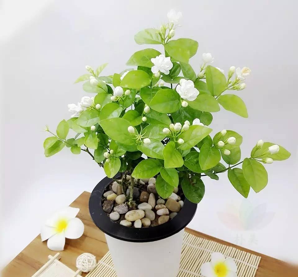 茉莉花老桩确实比较好一些，粗壮的枝干里面可以储存大量的养分，促进更多开花枝条的生