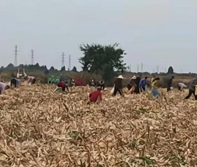 农户放“加特林”驱赶捡玉米村民，捡拾者是在明抢，警察来了也没办法。是不作为，不是