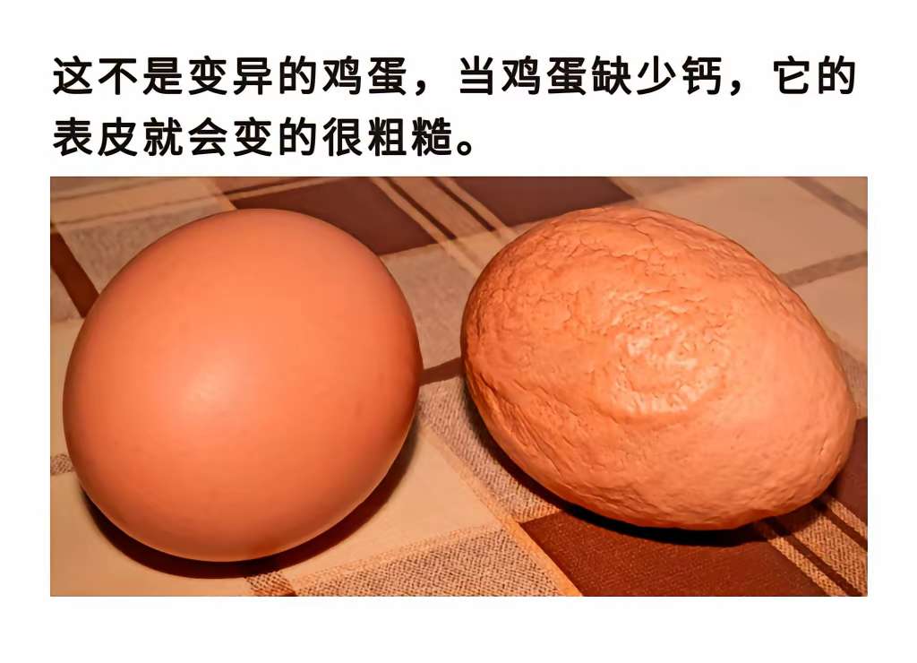 这是缺了钙的鸡蛋