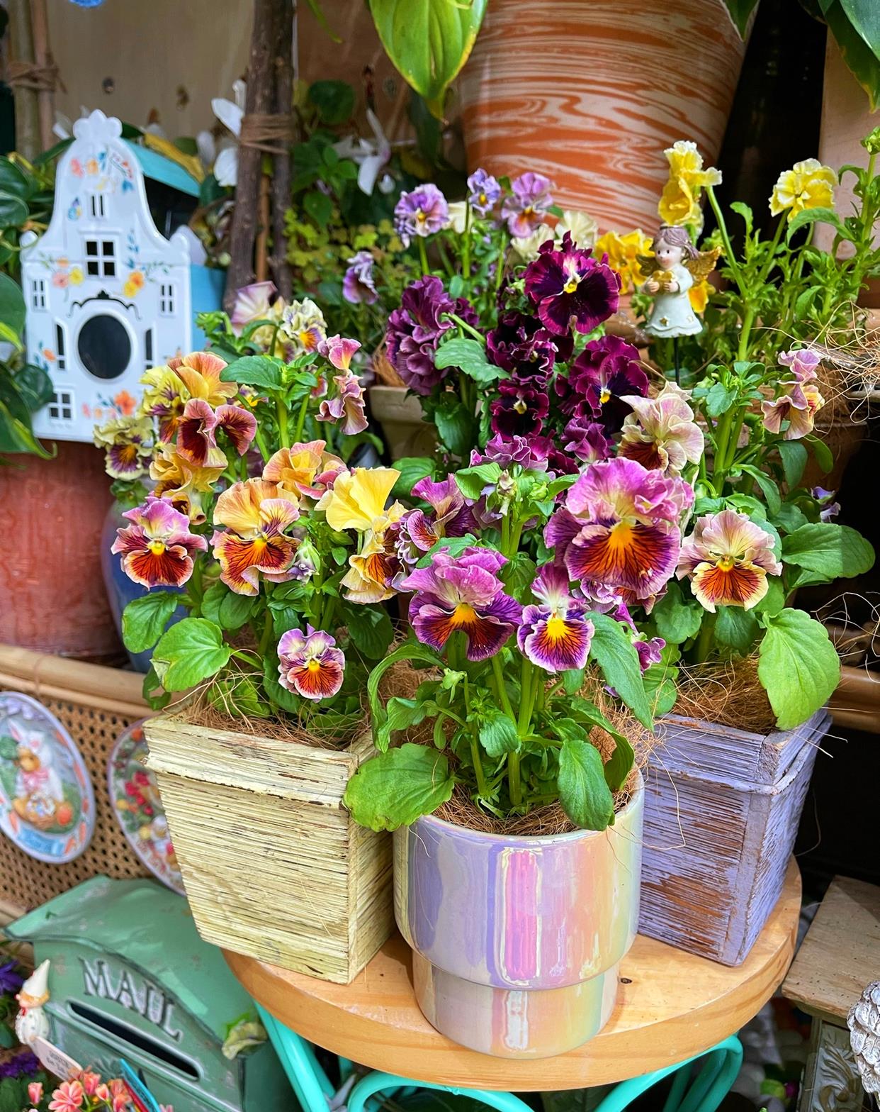 




为什么漂亮的花花草草那么多(﹏)
看直播的时候，没忍住，又入手了新品种