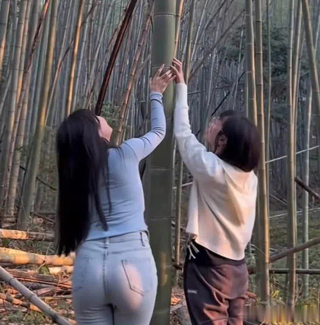 竹子的身姿确实是笔直的