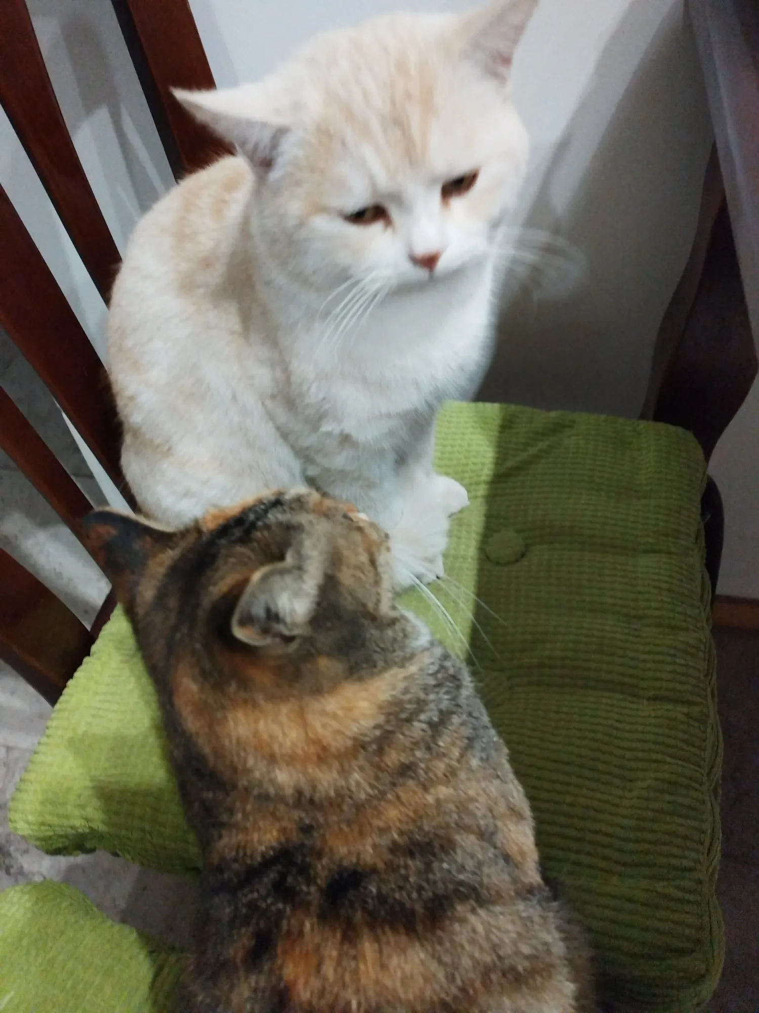 我家有养两只小猫咪