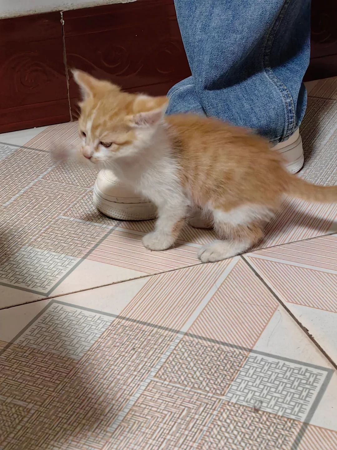 捡小猫——后悔版
12月捡到它的时候它还没我鞋子大，身上的跳蚤从毛里钻出来就跟一