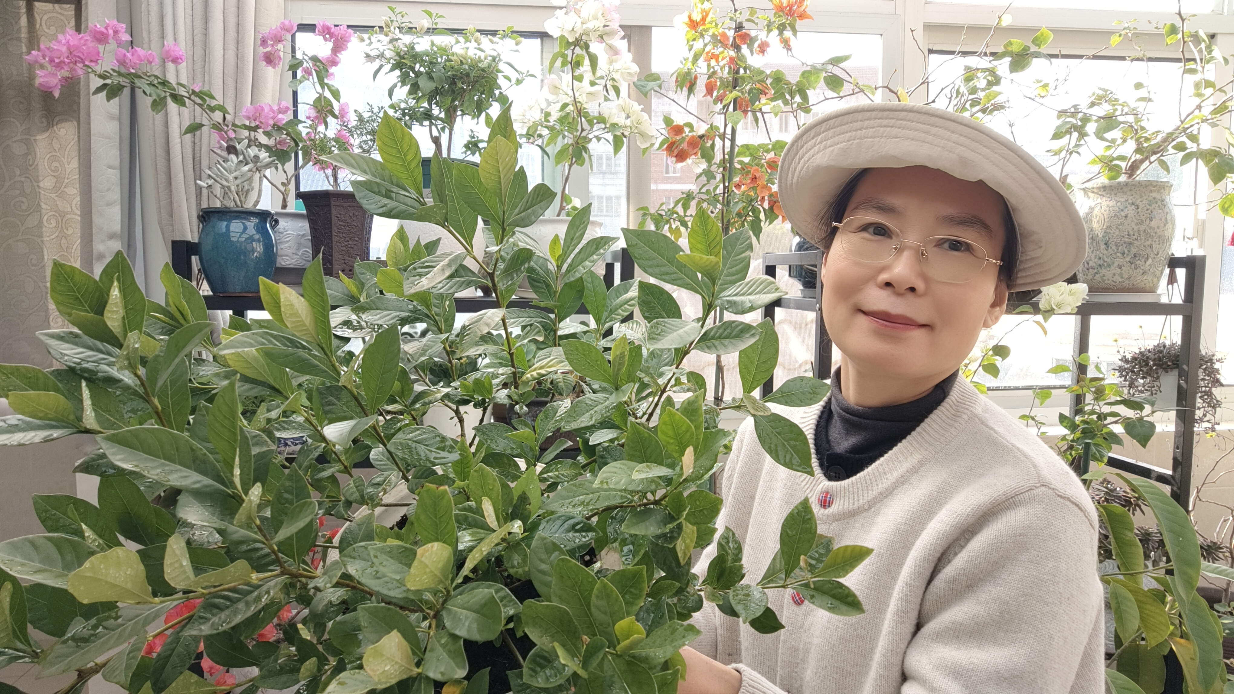 栀子花的耐寒性比较强