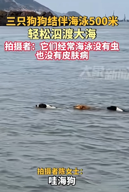 三只狗狗结伴海泳500米，轻松泅渡大海，拍摄者表示它们经常海泳没有虫，也没有皮肤