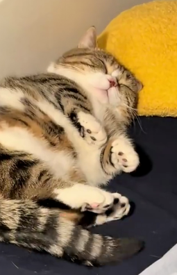 好可爱的睡觉姿势！