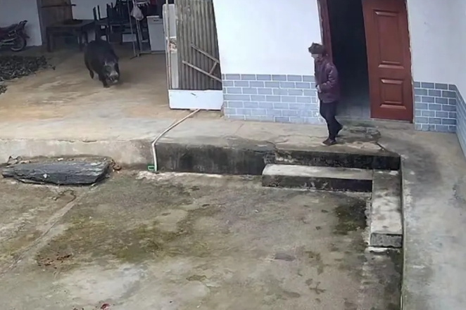 11月24号上午9点陕西岚皋县左龙镇，一老人被野猪攻击，经抢救无效死亡，先不说野