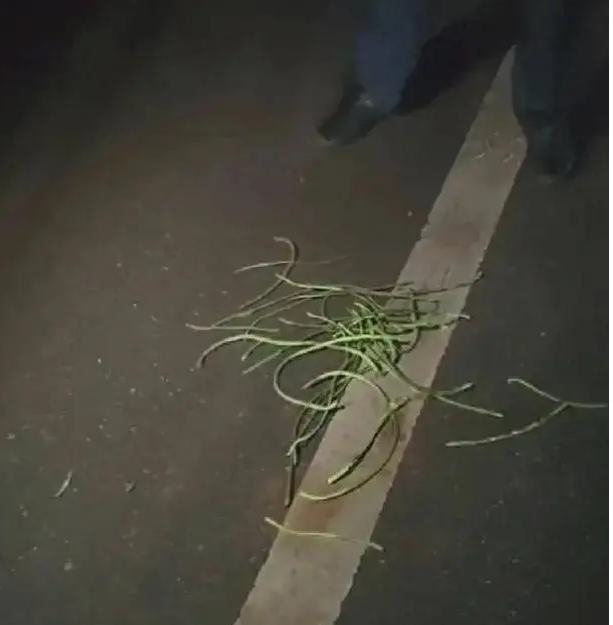 湖南常宁，三名“铁饭碗”的人酒后偷老人种的长豆角，被抓后还把人打伤了。老人手部受