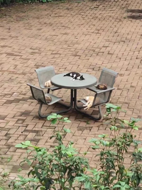 楼下猫猫开会，室友拍的